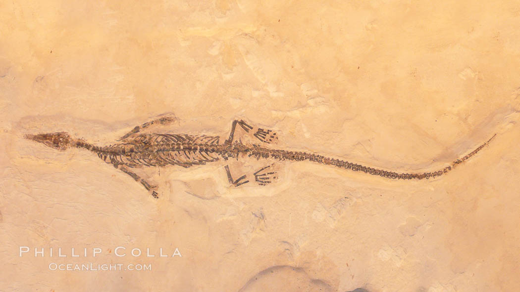 Freshwater lizard fossil, collected in Ceara, Brazil, dated 130 million years old., natural history stock photograph, photo id 20864