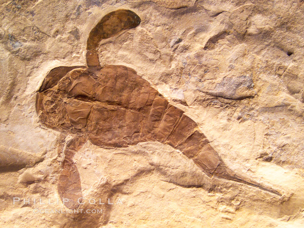 Fossil sea scorpion, a eurypterid marine predator of the late Paleozoic (Ordovician to Permian).  From the Fiddler's Green geologic formation, Silurian age (c. 410 mya)., Eurypterus remipes, natural history stock photograph, photo id 23093