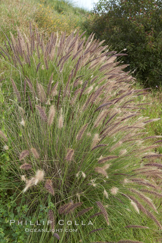 Fountain grass. Carlsbad, California, USA, Pennisetum setaceum, natural history stock photograph, photo id 11378
