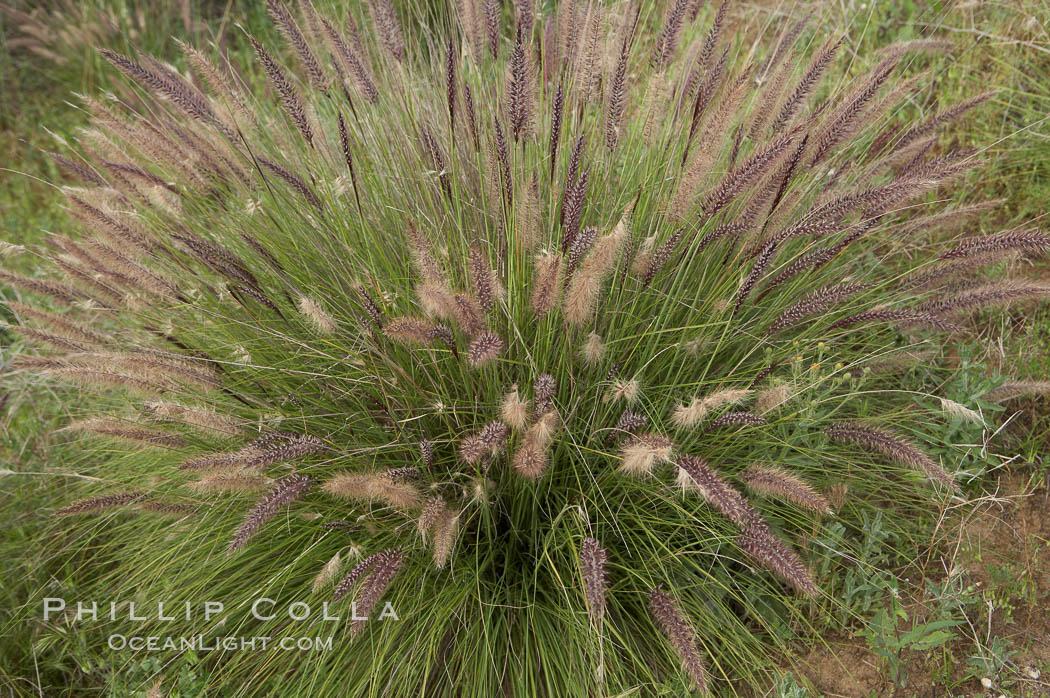 Fountain grass. Carlsbad, California, USA, Pennisetum setaceum, natural history stock photograph, photo id 11375