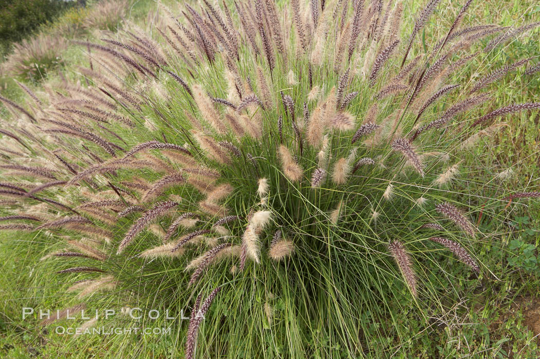 Fountain grass. Carlsbad, California, USA, Pennisetum setaceum, natural history stock photograph, photo id 11381