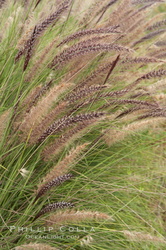 Fountain grass. Carlsbad, California, USA, Pennisetum setaceum, natural history stock photograph, photo id 11380