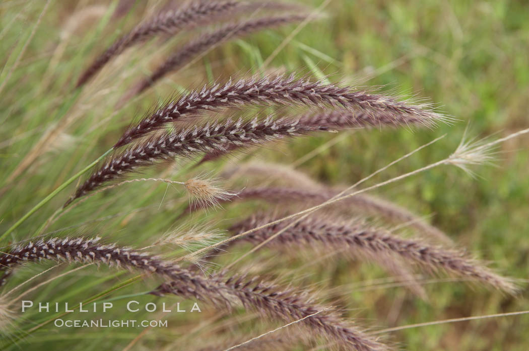 Fountain grass. Carlsbad, California, USA, Pennisetum setaceum, natural history stock photograph, photo id 11377