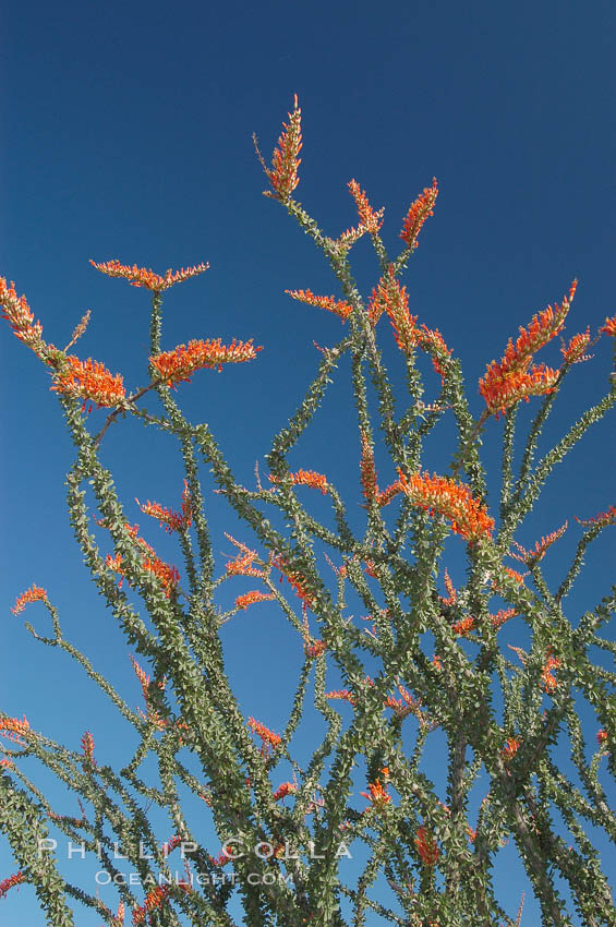 Flower detail on a blooming Ocotillo, springtime. Joshua Tree National Park, California, USA, Fouquieria splendens, natural history stock photograph, photo id 09166