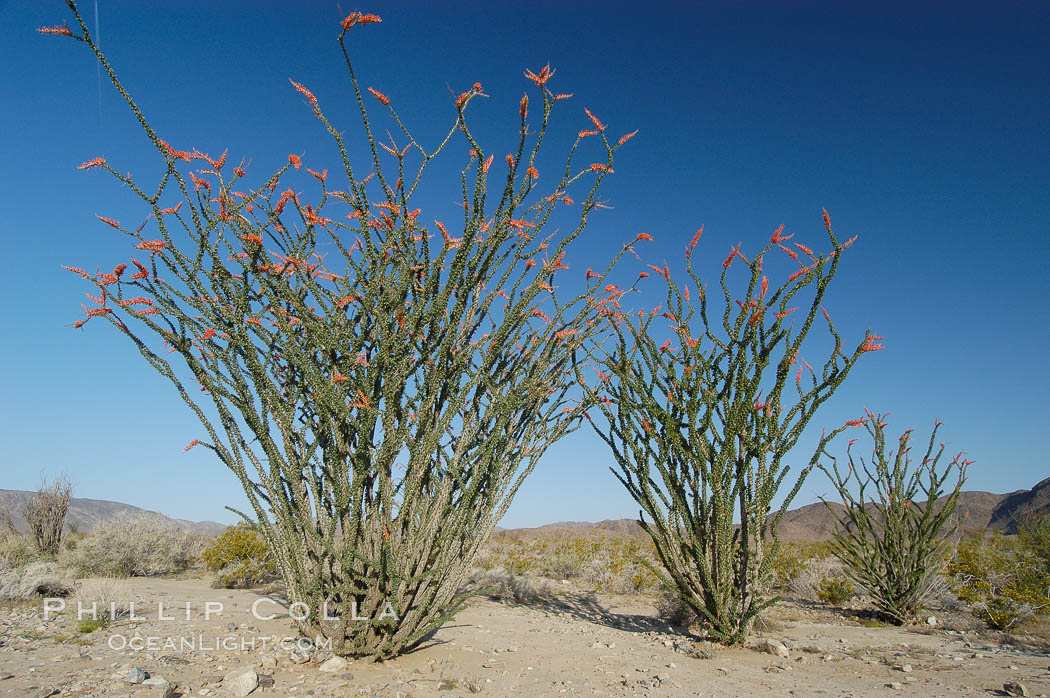 Ocotillo ablaze with springtime flowers. Ocotillo is a dramatic succulent, often confused with cactus, that is common throughout the desert regions of American southwest. Joshua Tree National Park, California, USA, Fouquieria splendens, natural history stock photograph, photo id 09178