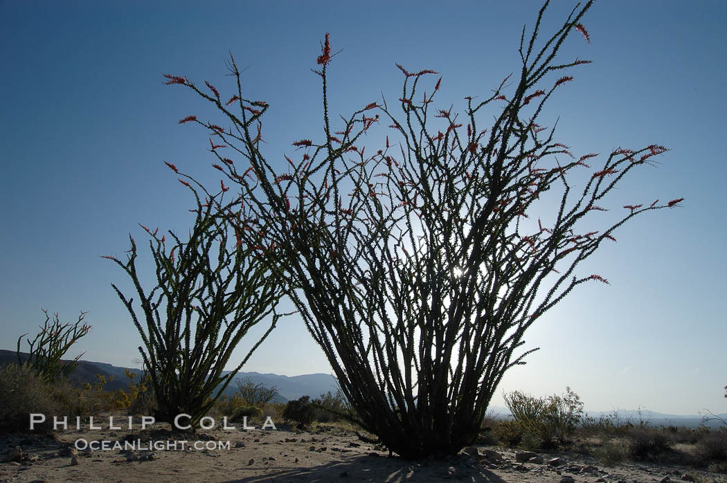 Ocotillo silhouette. Ocotillo is a dramatic succulent, often confused with cactus, that is common throughout the desert regions of American southwest. Joshua Tree National Park, California, USA, Fouquieria splendens, natural history stock photograph, photo id 09172