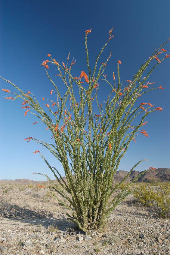 Ocotillo ablaze with springtime flowers. Ocotillo is a dramatic succulent, often confused with cactus, that is common throughout the desert regions of American southwest. Joshua Tree National Park, California, USA, Fouquieria splendens, natural history stock photograph, photo id 09163