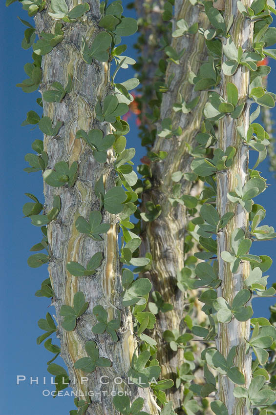 Trunk and leaves of the Ocotillo. Protective thorns are hidden among each small group of leaves. The fresh green leaves are a sign of recent rain, and are shed during months of drought. Joshua Tree National Park, California, USA, Fouquieria splendens, natural history stock photograph, photo id 09175