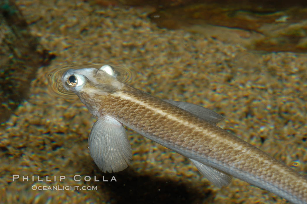 Four-eyed fish, found in the Amazon River delta of South America.  The name four-eyed fish is actually a misnomer.  It has only two eyes, but both are divided into aerial and aquatic parts.  The two retinal regions of each eye, working in concert with two different curvatures of the eyeball above and below water to account for the difference in light refractivity for air and water, allow this amazing fish to see clearly above and below the water surface simultaneously., Anableps anableps, natural history stock photograph, photo id 09282