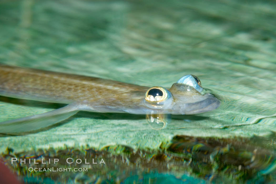 Four-eyed fish, found in the Amazon River delta of South America.  The name four-eyed fish is actually a misnomer.  It has only two eyes, but both are divided into aerial and aquatic parts.  The two retinal regions of each eye, working in concert with two different curvatures of the eyeball above and below water to account for the difference in light refractivity for air and water, allow this amazing fish to see clearly above and below the water surface simultaneously., Anableps anableps, natural history stock photograph, photo id 14722