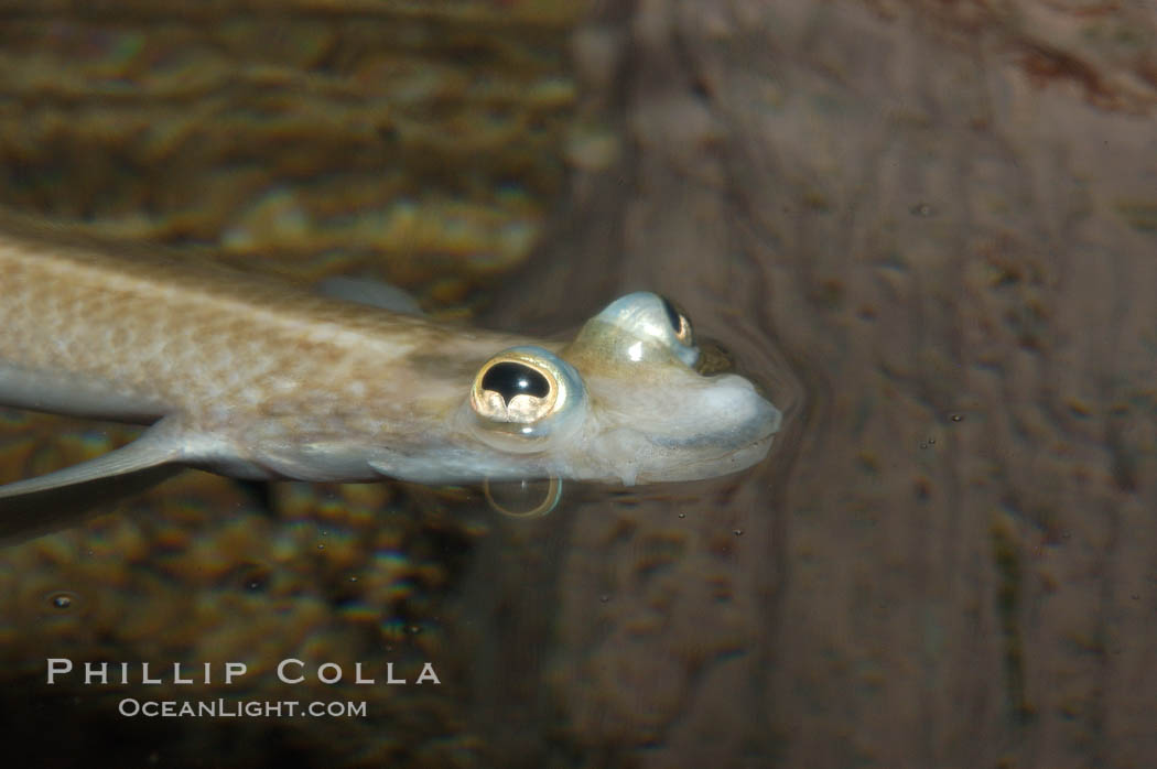 Four-eyed fish, found in the Amazon River delta of South America.  The name four-eyed fish is actually a misnomer.  It has only two eyes, but both are divided into aerial and aquatic parts.  The two retinal regions of each eye, working in concert with two different curvatures of the eyeball above and below water to account for the difference in light refractivity for air and water, allow this amazing fish to see clearly above and below the water surface simultaneously., Anableps anableps, natural history stock photograph, photo id 09276