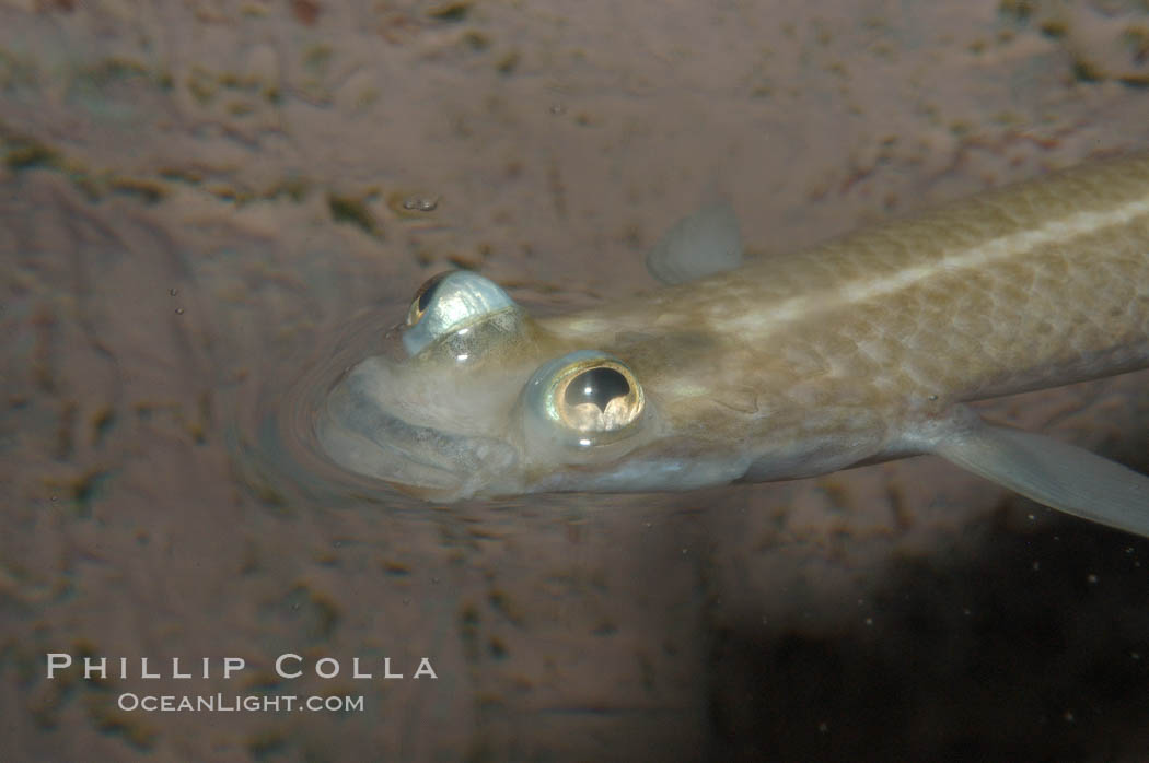 Four-eyed fish, found in the Amazon River delta of South America.  The name four-eyed fish is actually a misnomer.  It has only two eyes, but both are divided into aerial and aquatic parts.  The two retinal regions of each eye, working in concert with two different curvatures of the eyeball above and below water to account for the difference in light refractivity for air and water, allow this amazing fish to see clearly above and below the water surface simultaneously., Anableps anableps, natural history stock photograph, photo id 09280