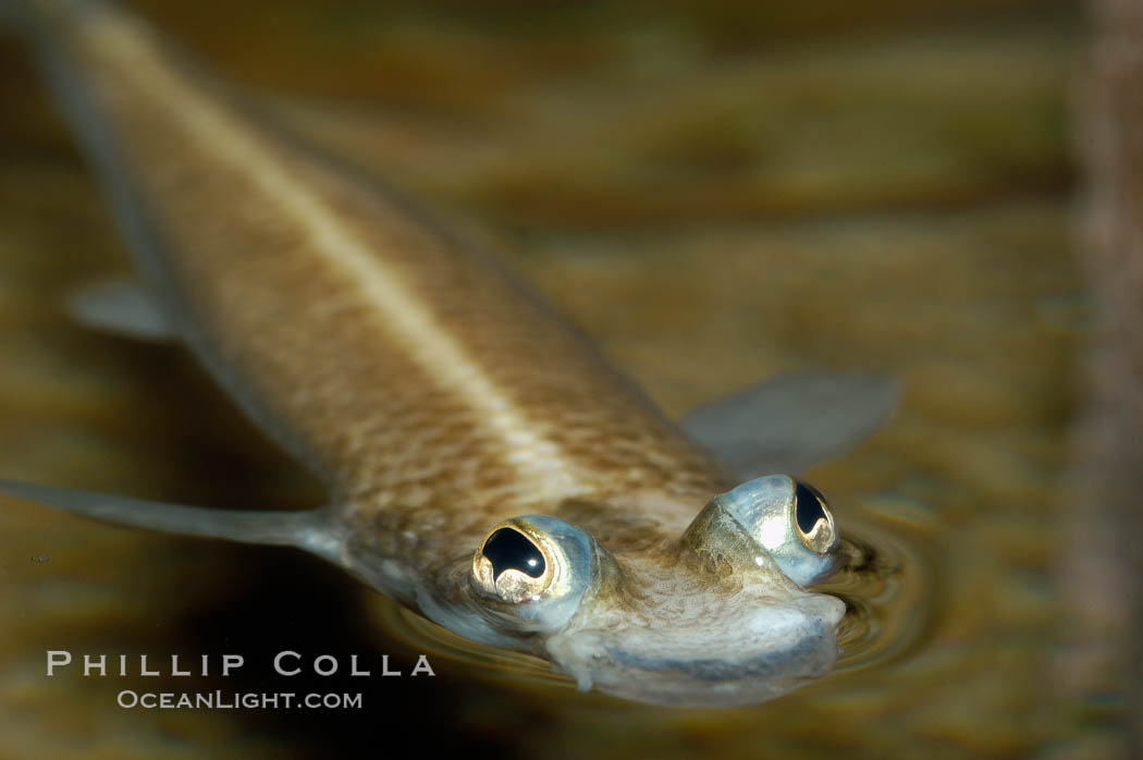 Four-eyed fish, found in the Amazon River delta of South America.  The name four-eyed fish is actually a misnomer.  It has only two eyes, but both are divided into aerial and aquatic parts.  The two retinal regions of each eye, working in concert with two different curvatures of the eyeball above and below water to account for the difference in light refractivity for air and water, allow this amazing fish to see clearly above and below the water surface simultaneously., Anableps anableps, natural history stock photograph, photo id 09380