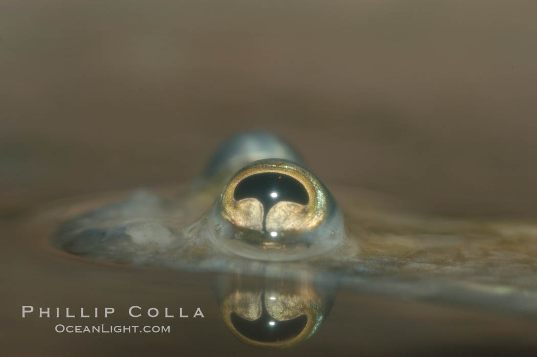 Four-eyed fish, found in the Amazon River delta of South America.  The name four-eyed fish is actually a misnomer.  It has only two eyes, but both are divided into aerial and aquatic parts.  The two retinal regions of each eye, working in concert with two different curvatures of the eyeball above and below water to account for the difference in light refractivity for air and water, allow this amazing fish to see clearly above and below the water surface simultaneously., Anableps anableps, natural history stock photograph, photo id 09384