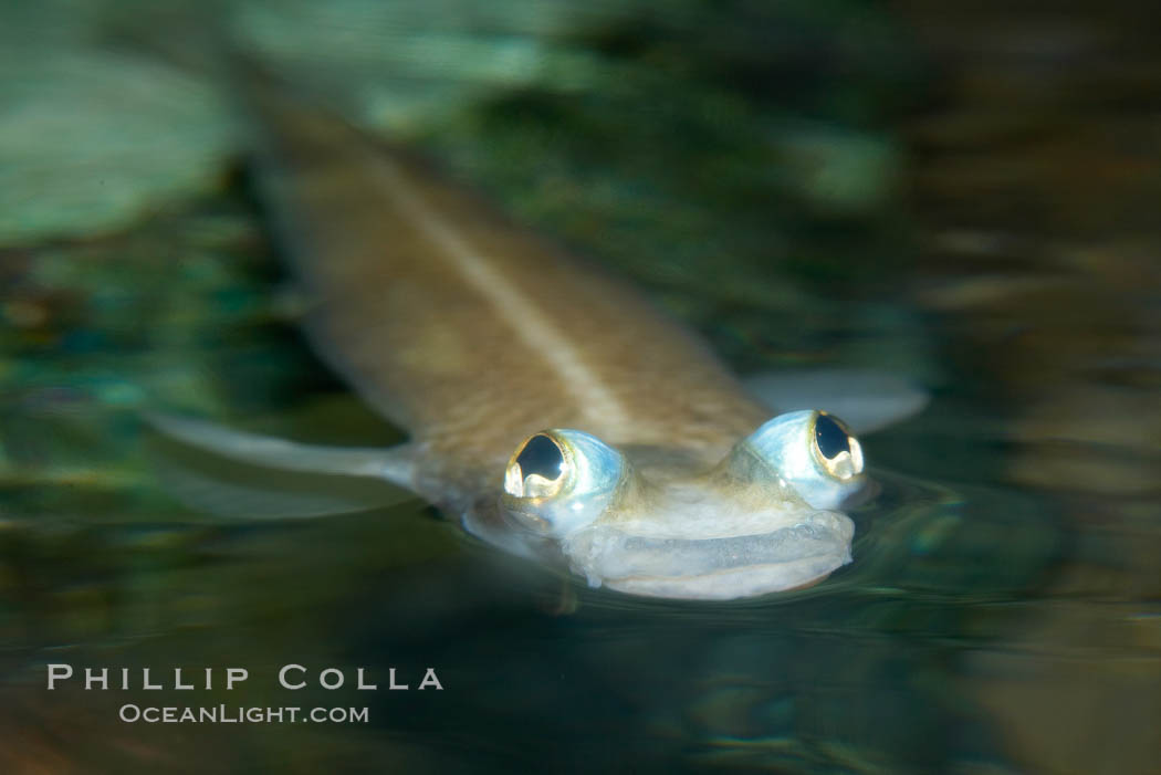 Four-eyed fish, found in the Amazon River delta of South America.  The name four-eyed fish is actually a misnomer.  It has only two eyes, but both are divided into aerial and aquatic parts.  The two retinal regions of each eye, working in concert with two different curvatures of the eyeball above and below water to account for the difference in light refractivity for air and water, allow this amazing fish to see clearly above and below the water surface simultaneously., Anableps anableps, natural history stock photograph, photo id 14720