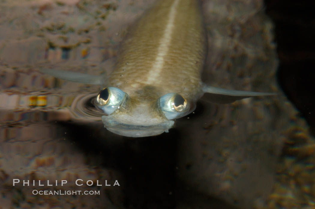 Four-eyed fish, found in the Amazon River delta of South America.  The name four-eyed fish is actually a misnomer.  It has only two eyes, but both are divided into aerial and aquatic parts.  The two retinal regions of each eye, working in concert with two different curvatures of the eyeball above and below water to account for the difference in light refractivity for air and water, allow this amazing fish to see clearly above and below the water surface simultaneously., Anableps anableps, natural history stock photograph, photo id 09279