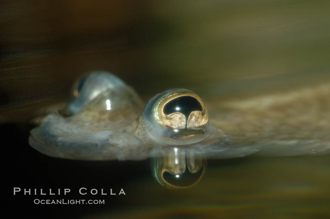 Four-eyed fish, found in the Amazon River delta of South America.  The name four-eyed fish is actually a misnomer.  It has only two eyes, but both are divided into aerial and aquatic parts.  The two retinal regions of each eye, working in concert with two different curvatures of the eyeball above and below water to account for the difference in light refractivity for air and water, allow this amazing fish to see clearly above and below the water surface simultaneously., Anableps anableps, natural history stock photograph, photo id 09379