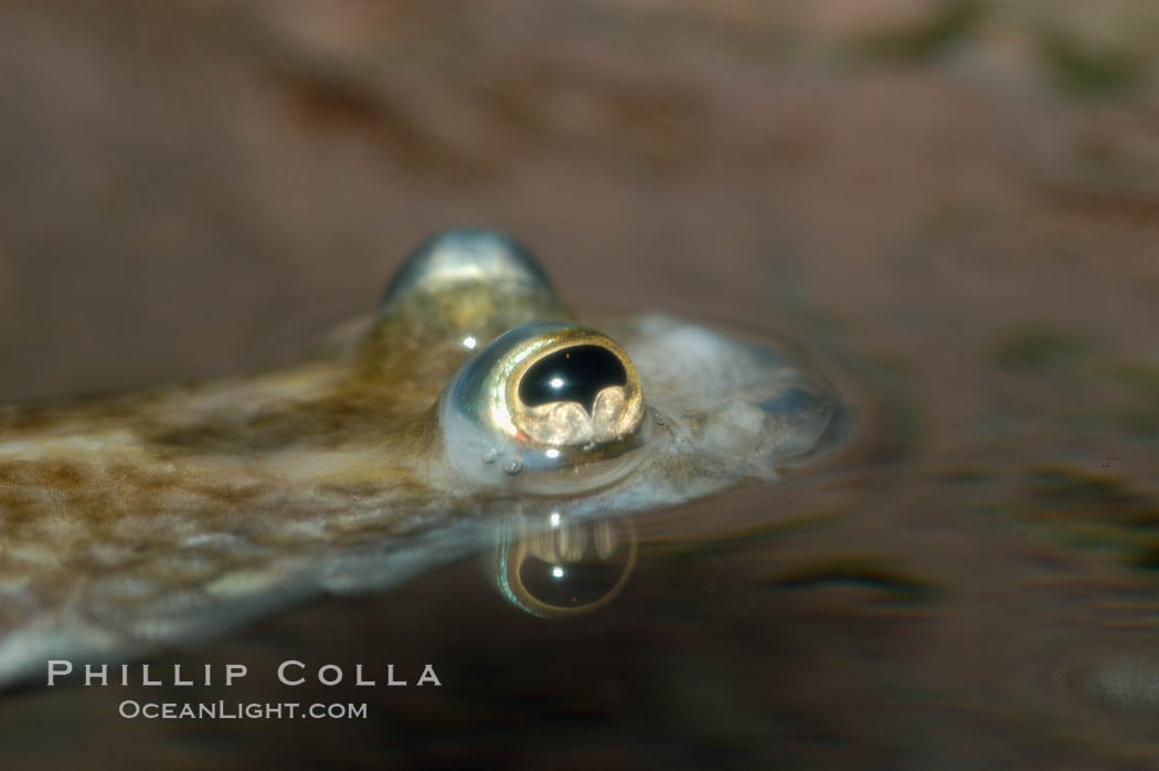 Four-eyed fish, found in the Amazon River delta of South America.  The name four-eyed fish is actually a misnomer.  It has only two eyes, but both are divided into aerial and aquatic parts.  The two retinal regions of each eye, working in concert with two different curvatures of the eyeball above and below water to account for the difference in light refractivity for air and water, allow this amazing fish to see clearly above and below the water surface simultaneously., Anableps anableps, natural history stock photograph, photo id 09383