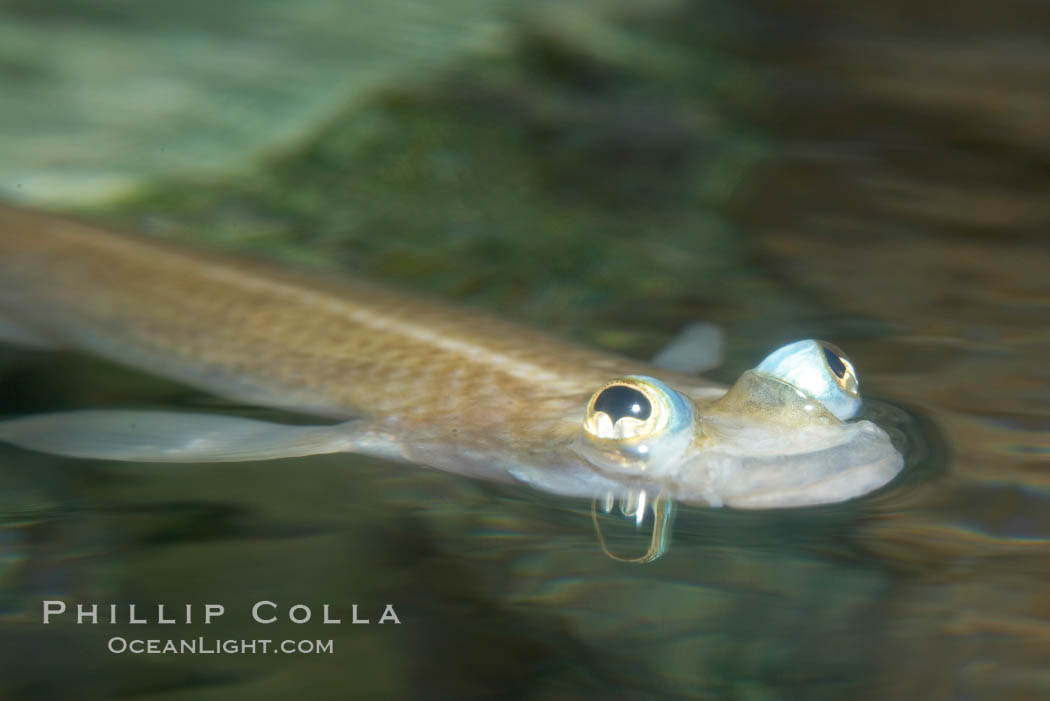Four-eyed fish, found in the Amazon River delta of South America.  The name four-eyed fish is actually a misnomer.  It has only two eyes, but both are divided into aerial and aquatic parts.  The two retinal regions of each eye, working in concert with two different curvatures of the eyeball above and below water to account for the difference in light refractivity for air and water, allow this amazing fish to see clearly above and below the water surface simultaneously., Anableps anableps, natural history stock photograph, photo id 14719