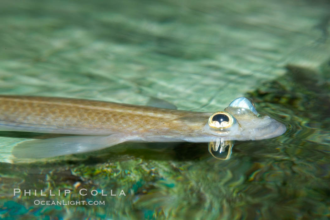 Four-eyed fish, found in the Amazon River delta of South America.  The name four-eyed fish is actually a misnomer.  It has only two eyes, but both are divided into aerial and aquatic parts.  The two retinal regions of each eye, working in concert with two different curvatures of the eyeball above and below water to account for the difference in light refractivity for air and water, allow this amazing fish to see clearly above and below the water surface simultaneously., Anableps anableps, natural history stock photograph, photo id 14723