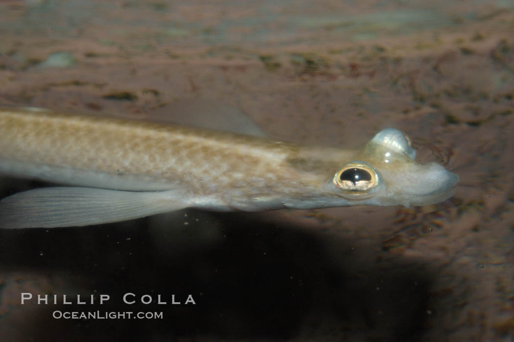 Four-eyed fish, found in the Amazon River delta of South America.  The name four-eyed fish is actually a misnomer.  It has only two eyes, but both are divided into aerial and aquatic parts.  The two retinal regions of each eye, working in concert with two different curvatures of the eyeball above and below water to account for the difference in light refractivity for air and water, allow this amazing fish to see clearly above and below the water surface simultaneously., Anableps anableps, natural history stock photograph, photo id 09277