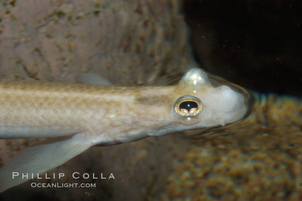 Four-eyed fish, found in the Amazon River delta of South America.  The name four-eyed fish is actually a misnomer.  It has only two eyes, but both are divided into aerial and aquatic parts.  The two retinal regions of each eye, working in concert with two different curvatures of the eyeball above and below water to account for the difference in light refractivity for air and water, allow this amazing fish to see clearly above and below the water surface simultaneously., Anableps anableps, natural history stock photograph, photo id 09281