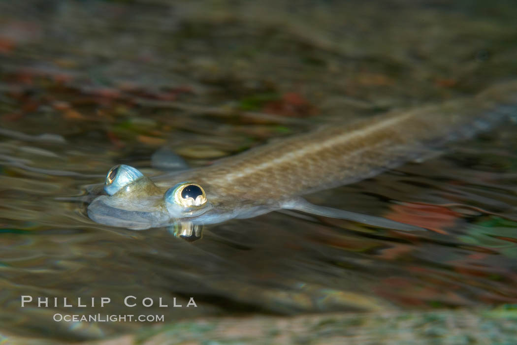 Four-eyed fish, found in the Amazon River delta of South America.  The name four-eyed fish is actually a misnomer.  It has only two eyes, but both are divided into aerial and aquatic parts.  The two retinal regions of each eye, working in concert with two different curvatures of the eyeball above and below water to account for the difference in light refractivity for air and water, allow this amazing fish to see clearly above and below the water surface simultaneously., Anableps anableps, natural history stock photograph, photo id 14721