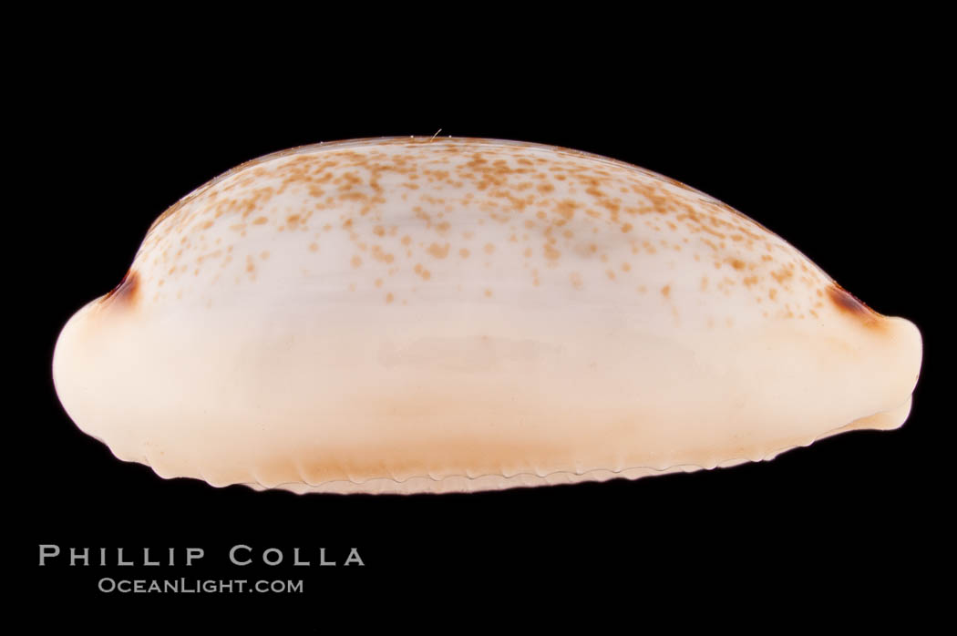 Four-spotted Cowrie., Cypraea quadrimaculata, natural history stock photograph, photo id 08603