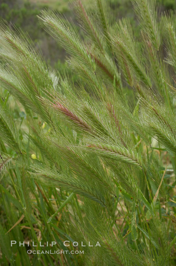 Foxtail barley. San Elijo Lagoon, Encinitas, California, USA, Hordeum murinum, natural history stock photograph, photo id 11384