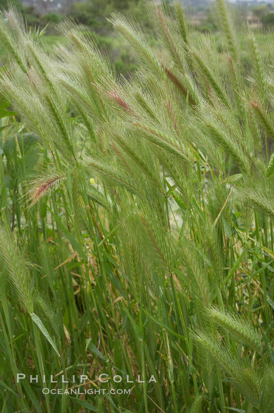 Foxtail barley. San Elijo Lagoon, Encinitas, California, USA, Hordeum murinum, natural history stock photograph, photo id 11383