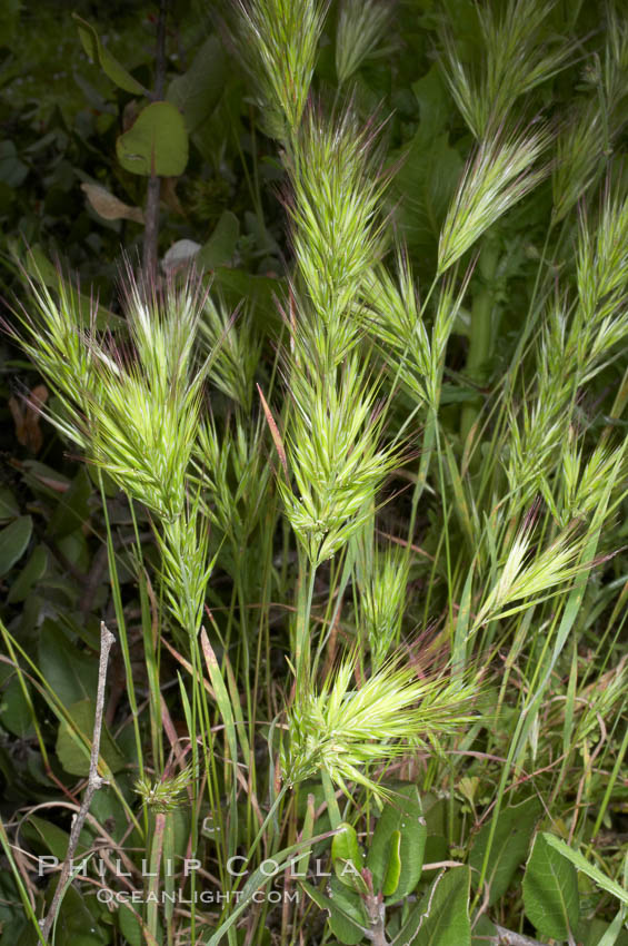 Foxtail brome. San Elijo Lagoon, Encinitas, California, USA, Bromus madritensis rubens, natural history stock photograph, photo id 11387