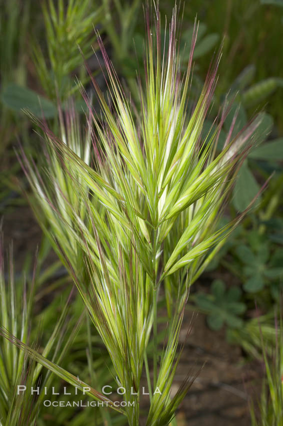 Foxtail brome. San Elijo Lagoon, Encinitas, California, USA, Bromus madritensis rubens, natural history stock photograph, photo id 11386