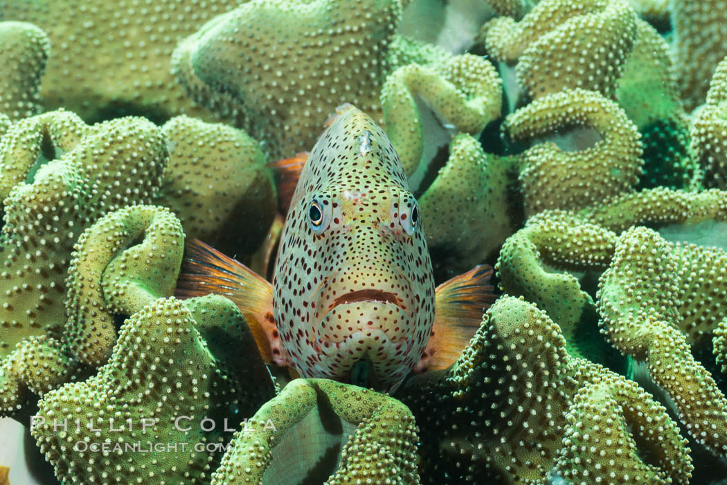 Freckled Hawkfish (Black-sided Hawkfish), Paracirrhites forsteri, Fiji. Makogai Island, Lomaiviti Archipelago, Paracirrhites forsteri, natural history stock photograph, photo id 31786