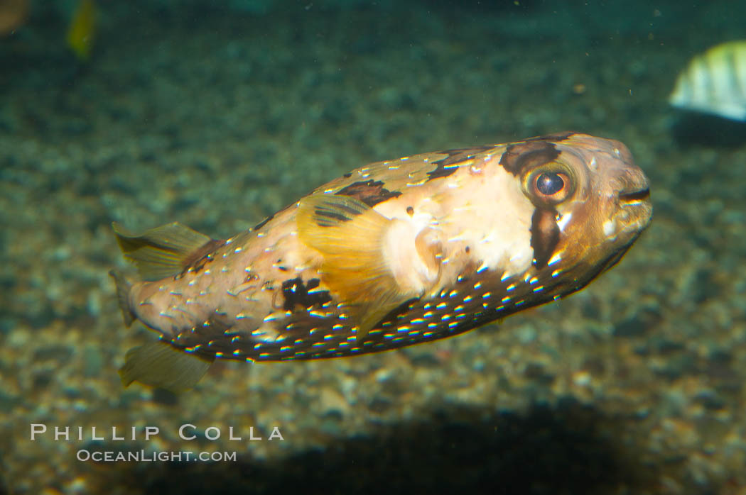 Freckled porcupinefish., Diodon holocanthus, natural history stock photograph, photo id 12908