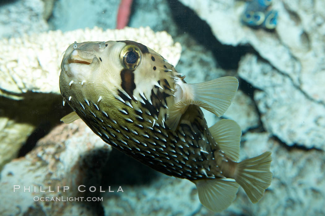 Freckled porcupinefish., Diodon holocanthus, natural history stock photograph, photo id 11893