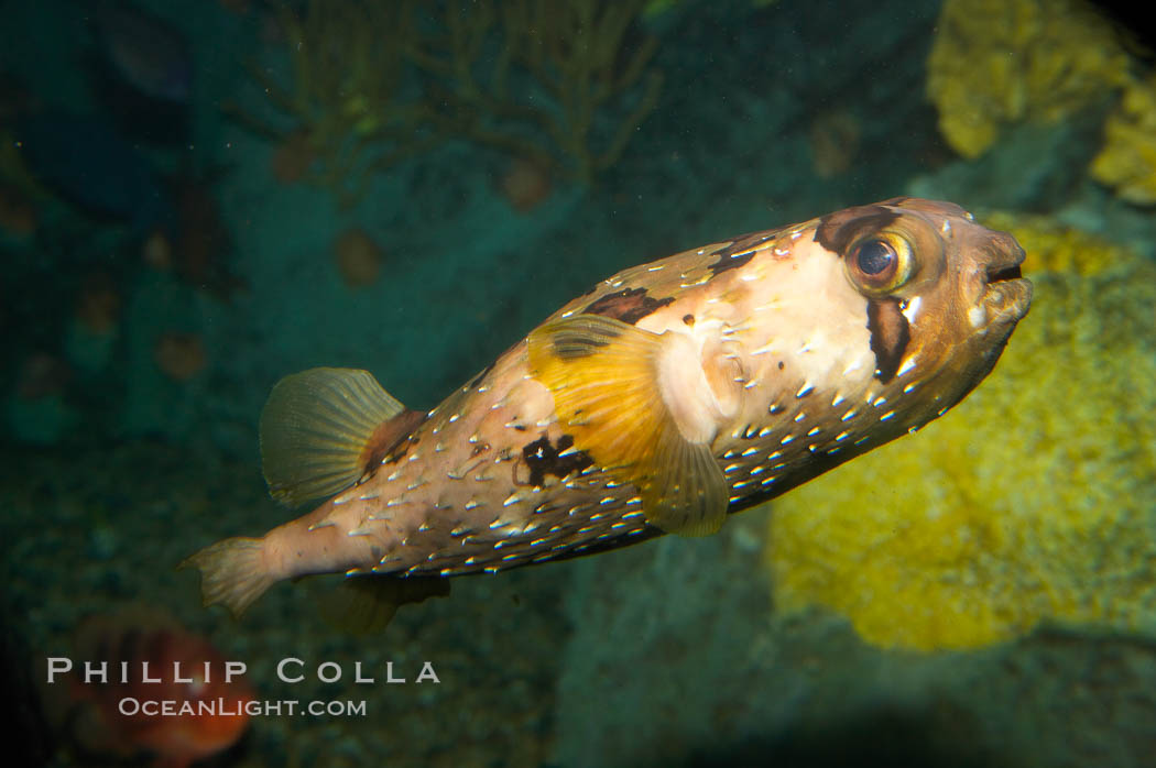 Freckled porcupinefish., Diodon holocanthus, natural history stock photograph, photo id 12909