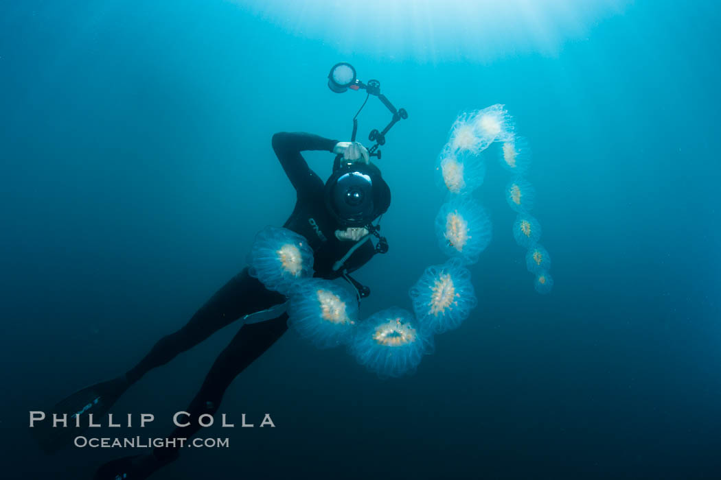 Freediver photographing pelagic gelatinous zooplankton, adrift in the open ocean. San Diego, California, USA, Cyclosalpa affinis, natural history stock photograph, photo id 26818