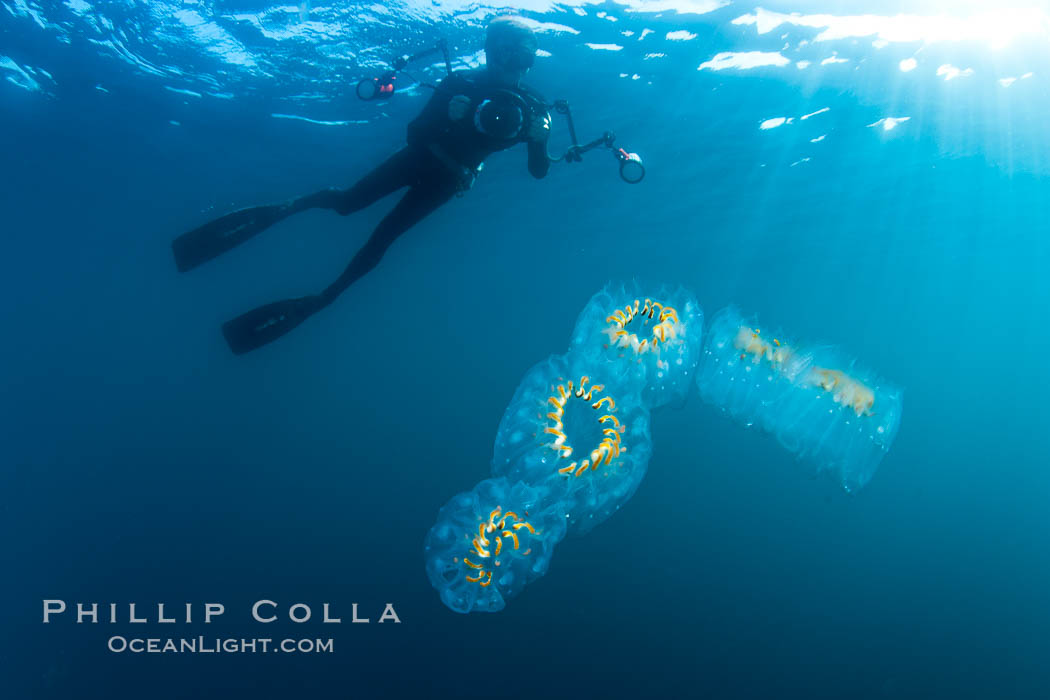 Freediver photographing pelagic gelatinous zooplankton, adrift in the open ocean. San Diego, California, USA, Cyclosalpa affinis, natural history stock photograph, photo id 26828