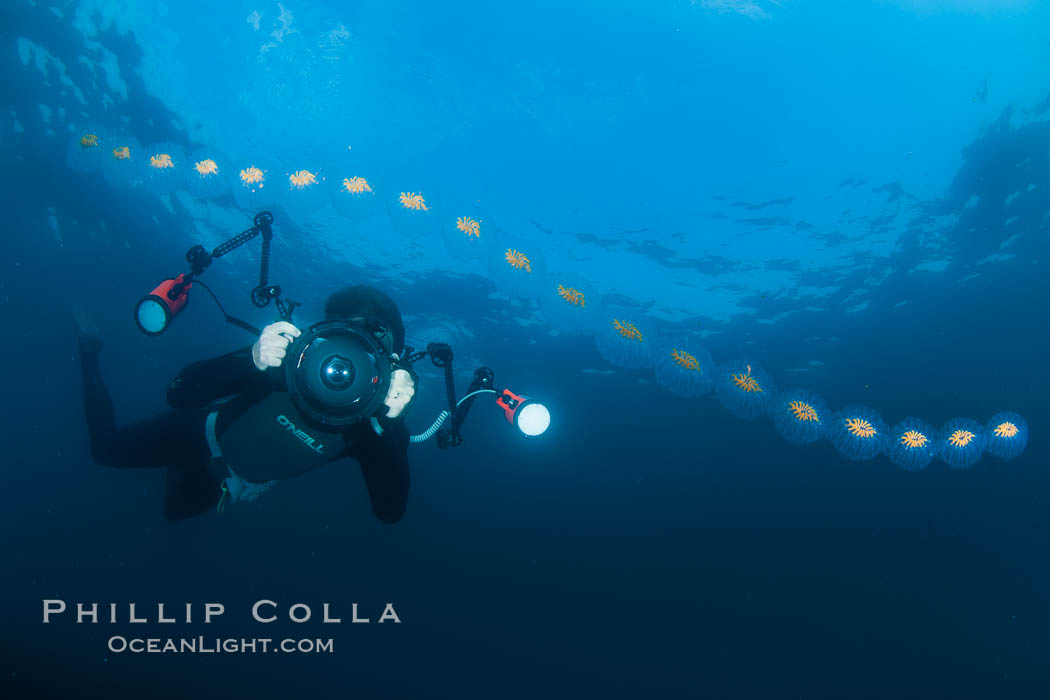 Freediver photographing pelagic gelatinous zooplankton, adrift in the open ocean. San Diego, California, USA, Cyclosalpa affinis, natural history stock photograph, photo id 26837