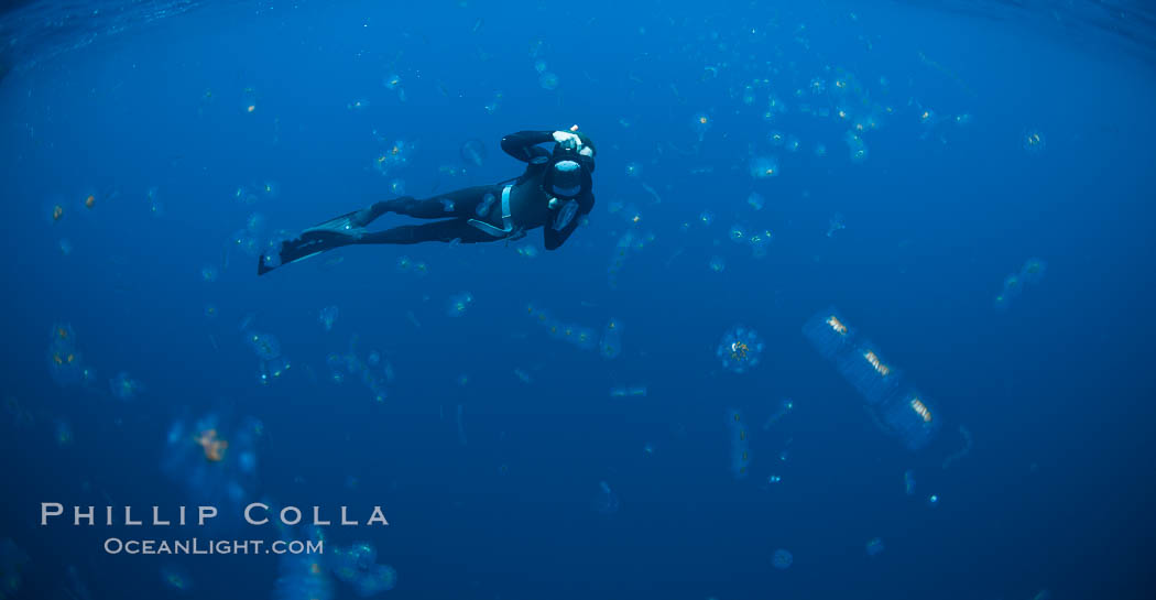 Freediving photographer in a cloud of salps, gelatinous zooplankton that drifts with open ocean currents. San Diego, California, USA, natural history stock photograph, photo id 27013