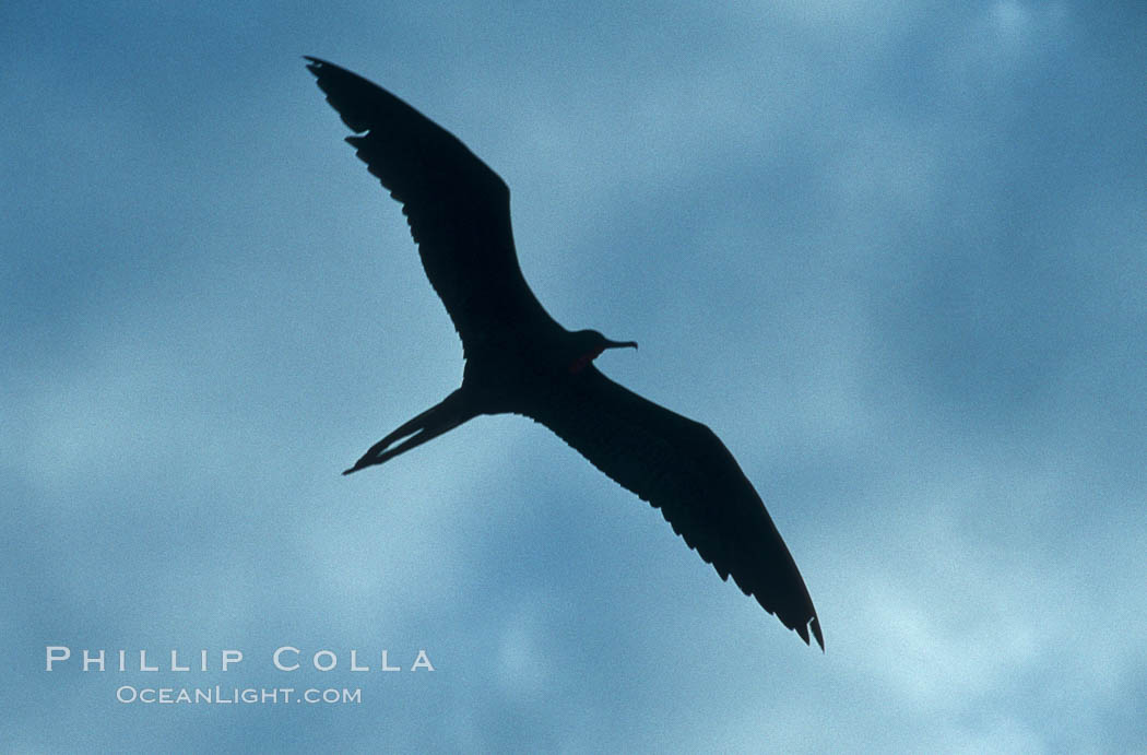 Frigate bird. Galapagos Islands, Ecuador, Fregata, natural history stock photograph, photo id 01782