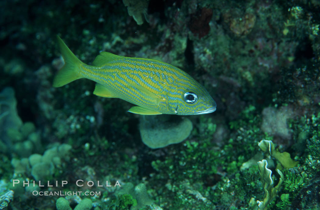 French grunt. Bahamas, Haemulon flavolineatum, natural history stock photograph, photo id 05217