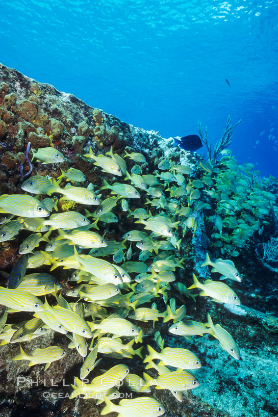 French grunts. Bahamas, Haemulon flavolineatum, natural history stock photograph, photo id 00698