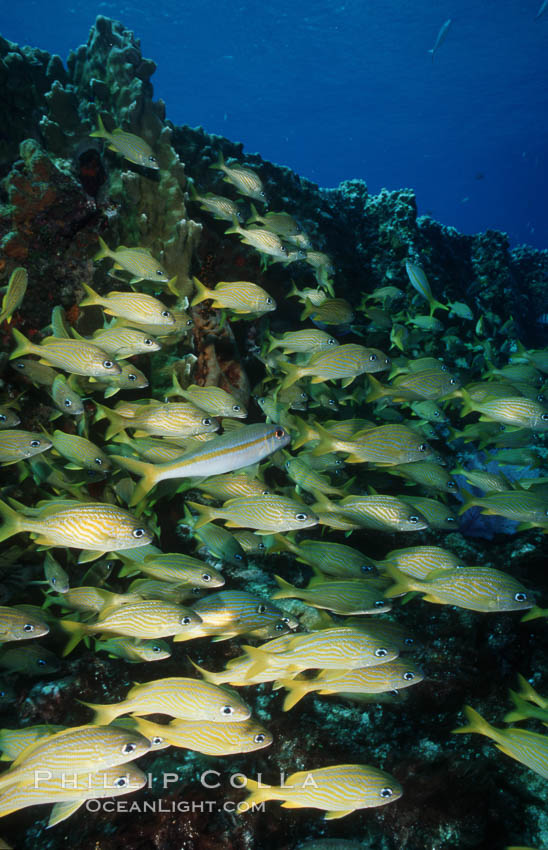 French grunt. Bahamas, Haemulon flavolineatum, natural history stock photograph, photo id 05212