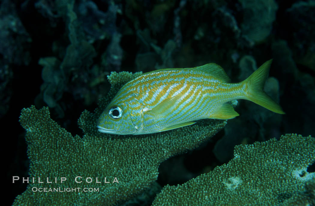 French grunt. Roatan, Honduras, Haemulon flavolineatum, natural history stock photograph, photo id 07083