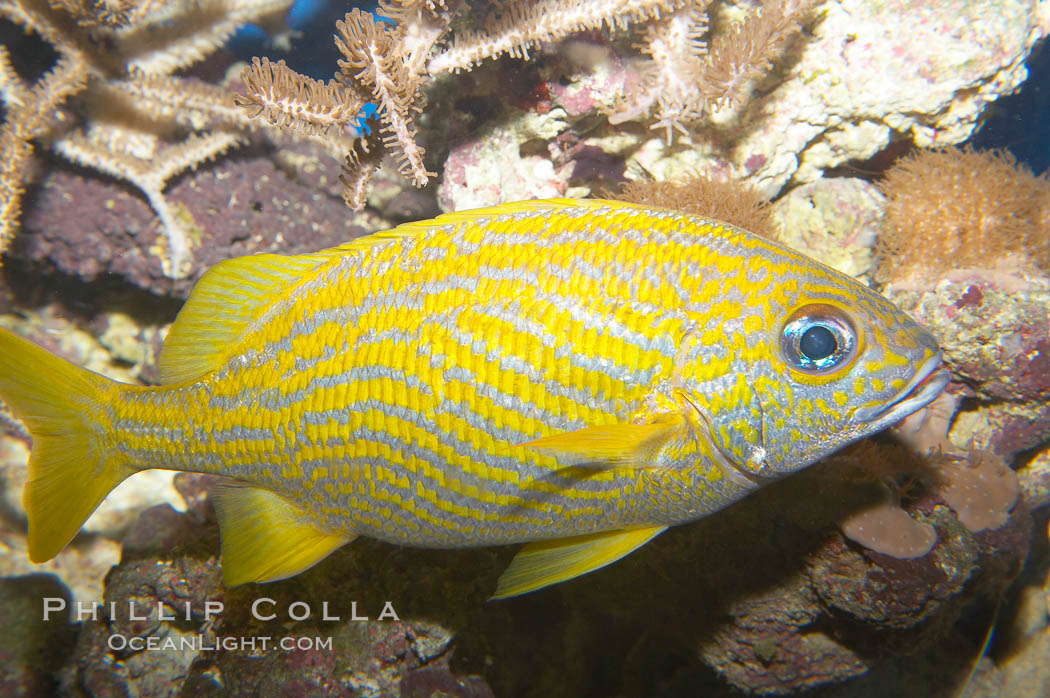 French grunt., Haemulon flavolineatum, natural history stock photograph, photo id 13985