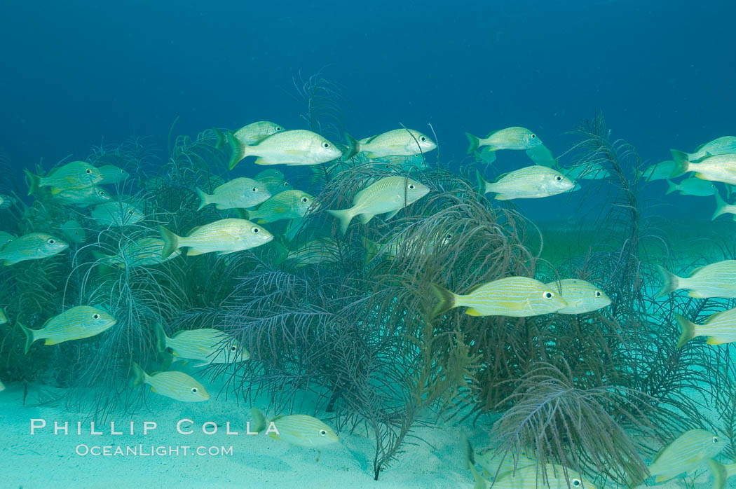 French grunts over a sandy bottom and sea fans.  Northern Bahamas., natural history stock photograph, photo id 10883