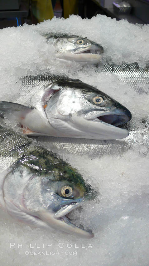 Fresh salmon on ice at the Public Market, Granville Island, Vancouver. British Columbia, Canada, natural history stock photograph, photo id 21207