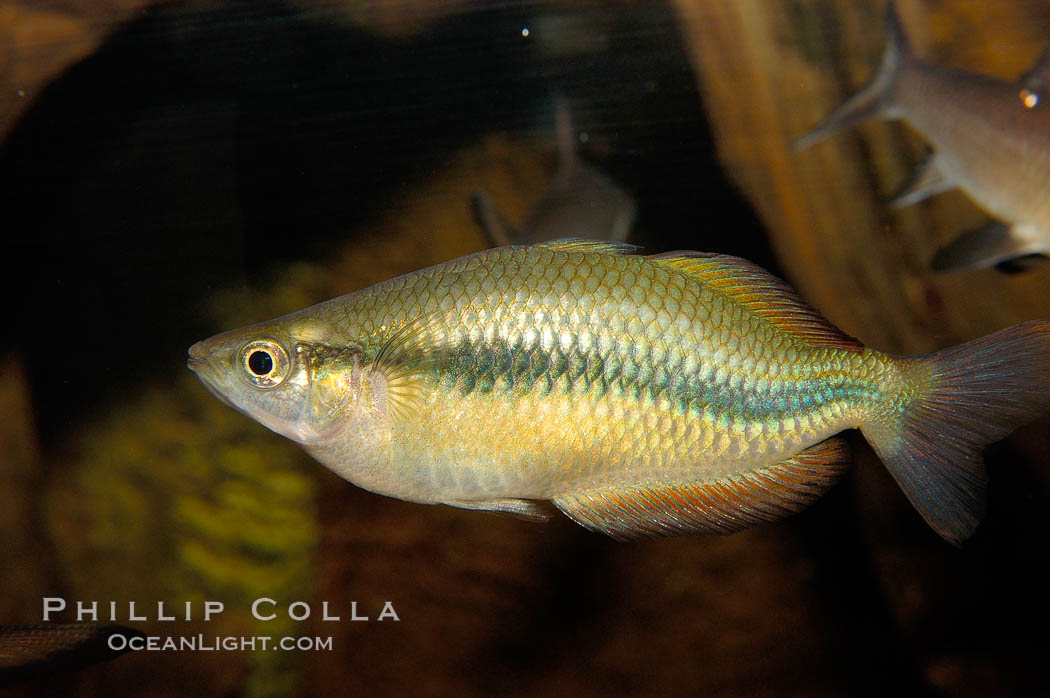 Unidentified freshwater fish, perhaps a rainbowfish., natural history stock photograph, photo id 09470