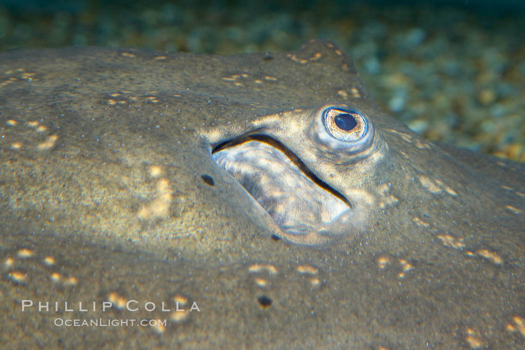 Freshwater stingray, eyes and gill opening., Potomotrygon motoro, natural history stock photograph, photo id 14696
